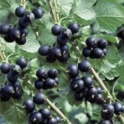 Caseille Josta Bio. Le pot de 2 litres