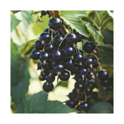 Cassis Black Marble® Bio. Le pot de 2 litres