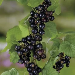 Cassissier Andega Bio. Le pot de 2 litres