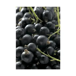 Cassissier Delbard Robusta®. Le pot de 5 litres