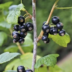 Cassissier Perles D'Auvergne ®. Le pot de 2 litres