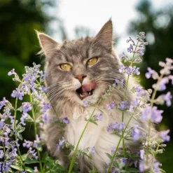 Cataire spéciale pour animaux Menthe des Chats Vilmorin - graines à semer