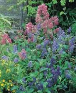 Ceanothe arbustif en pot de 7 litres