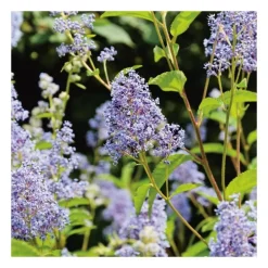Ceanothe (CEANOTHE GLOIRE DE VERSAILLES), en pot de 7 litres