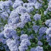 Ceanothe CONCHA (CEANOTHUS CADUQUE ARBUSTIVE) Le pot de 4 litres