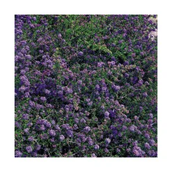 Ceanothe Julia Phelps en pot de 3 litres