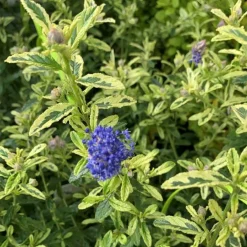 Ceanothe Thyrsiflorus El Dorado. Le pot de 4 litres