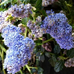 Ceanothus. Le pot de 1 litre