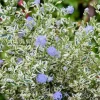Ceanothus Thyrsiflorus Cool Blue. Le pot de 4 litres