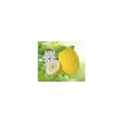 Cedratier Bio. Le pot de 3 litres