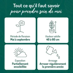 Centaurée vivace - Le pot de 9 x 9 cm