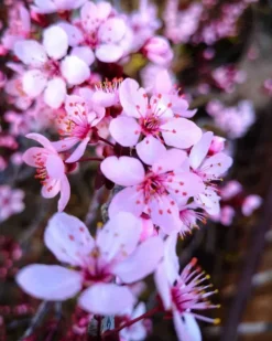 Cerisier à Fleurs Pissardii. Le pot de 30 litres