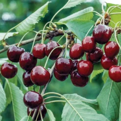Cerisier Belge Bio. Le pot de 15 litres