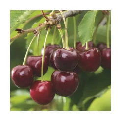 Cerisier Big. Burlat Bio. Le pot de 15 litres