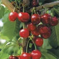 Cerisier Big. Cœur De Pigeon. Le pot de 12 litres, forme gobelet