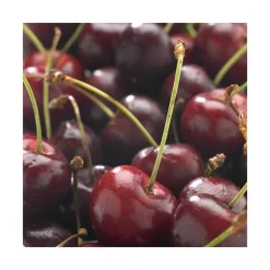 Cerisier Big. De La Saint Jean ® Bio. Le pot de 15 litres