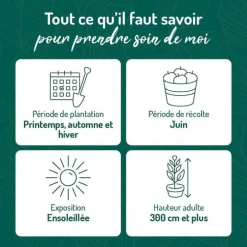 Cerisier Big. De La St Jean ® Gardel Bio. Le pot de 12 litres forme gobelet