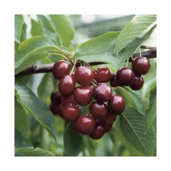 Cerisier Big. Géant D'Hedelfingen. Le pot de 12 litres, forme gobelet