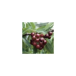 Cerisier Big. Géant D'Hedelfingen. En racine nue, forme 1/2 tige