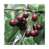 Cerisier Big. Reverchon Lr. Le pot de 12 litres