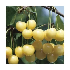 Cerisier Big. Starck Gold. Le pot de 12 litres, forme gobelet