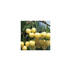 Cerisier Big. Starck Gold. En racine nue, forme 1/2 tige