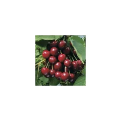 Cerisier Big. Summit. En racine nue, forme 1/2 tige