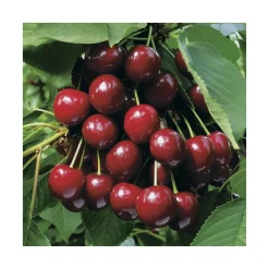 Cerisier Big. Summit. Le pot de 15 litres, forme 1/2 tige calibre 6/8