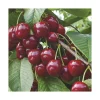 Cerisier Big. Summit Lr. Le pot de 12 litres