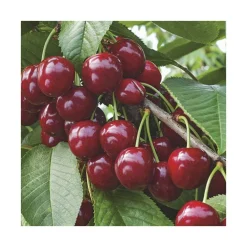 Cerisier Big. Summit Lr. Le pot de 15 litres