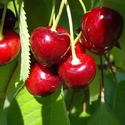 Cerisier Big. Sunburst. En racine nue, forme gobelet