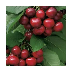 Cerisier Big. Sunburst. Le pot de 12 litres, forme gobelet