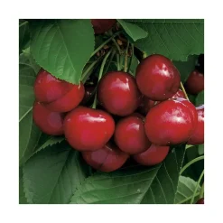 Cerisier Big. Sunburst Lr. Le pot de 12 litres