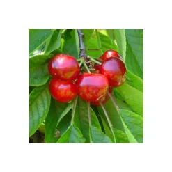 Cerisier Big. Van. Le pot de 12 litres, forme gobelet