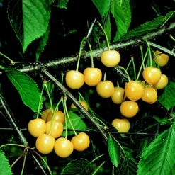 Cerisier Bigarreau Stark Gold. Le pot de 15 litres forme 1/2 tige