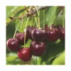 Cerisier Burlat Bio. Le pot de 15 litres forme 1/2 tige