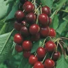 Cerisier Burlat Bio. Le pot de 12 litres
