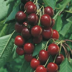 Cerisier Burlat Bio. Le pot de 12 litres