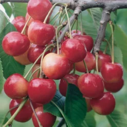 Cerisier Coeur De Pigeon Bio. Le pot de 15 litres