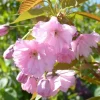Cerisier du Japon Accolade (Prunus). Le pot de 10 litres