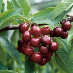 Cerisier Géant D'Hedelfingen Bio. Le pot de 15 litres