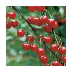 Cerisier Griotte De Montmorency. Le pot de 12 litres, forme gobelet