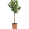 Cerisier Nain Griotella® Frumi. Le pot de 10L en forme 1/4 tige