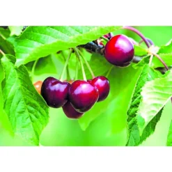 Cerisier Nain Maynard. Le pot de 10L en forme 1/4 tige