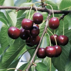 Cerisier Reverchon. Le pot de 25 litres