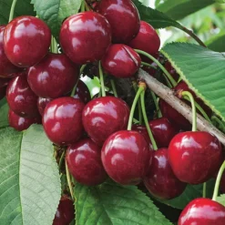 Cerisier Summit Bio. Le pot de 15 litres