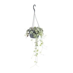 Ceropegia Woodii suspension Ø14xH50 cm