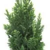 Chamaecyparis Law Elwoodii - Le pot de 10,5 cm