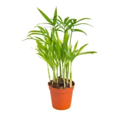 Chamaedorea en pot H 35 x Ø 6 cm