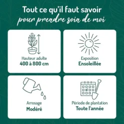 Chevrefeuille CAPRILIA® EVER. Le pot de 3 litres